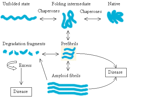 molecular chaperones